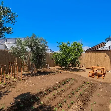 فيلة Assevilla *